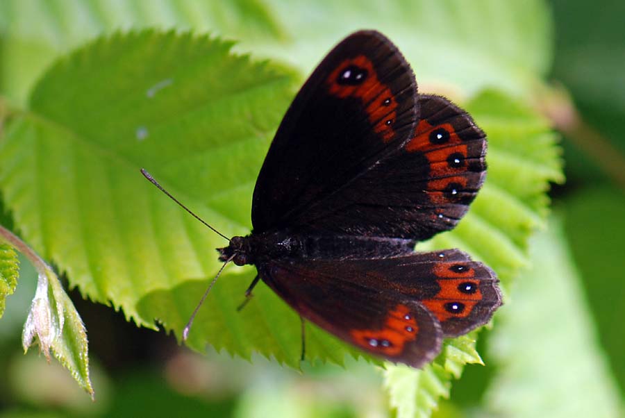 Erebia da ID. - Erebia styx